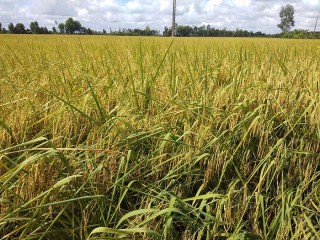 Giá lúa gạo hôm nay ngày 14/10: Thị trường giao dịch chậm, giá lúa chững